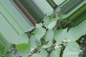augmented_Alangium begoniaefolium leaf3_0_7392.jpeg